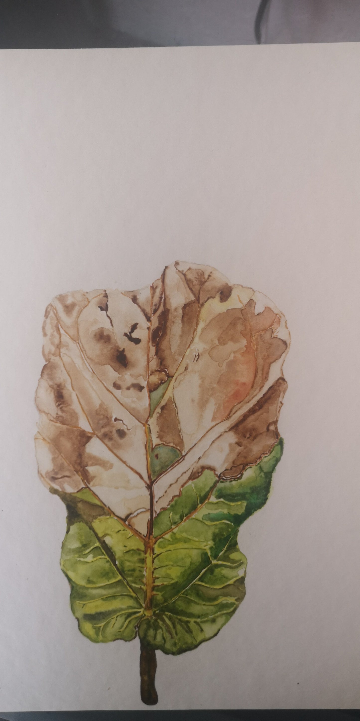Hoja ficus