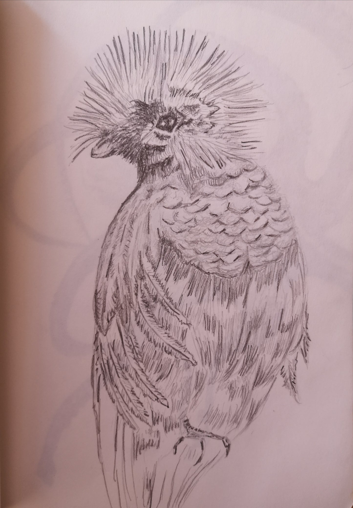 Quetzal