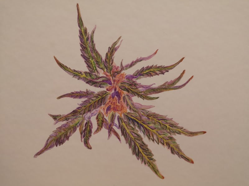 Mariguana 2