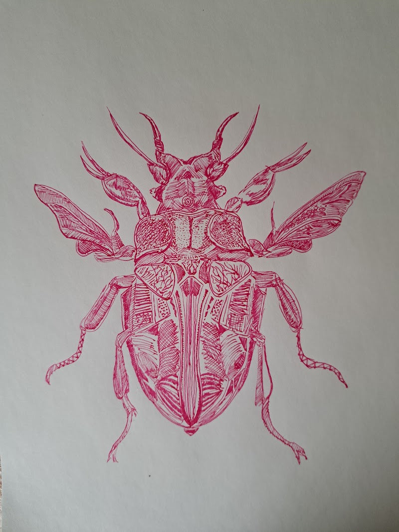 Insecto central