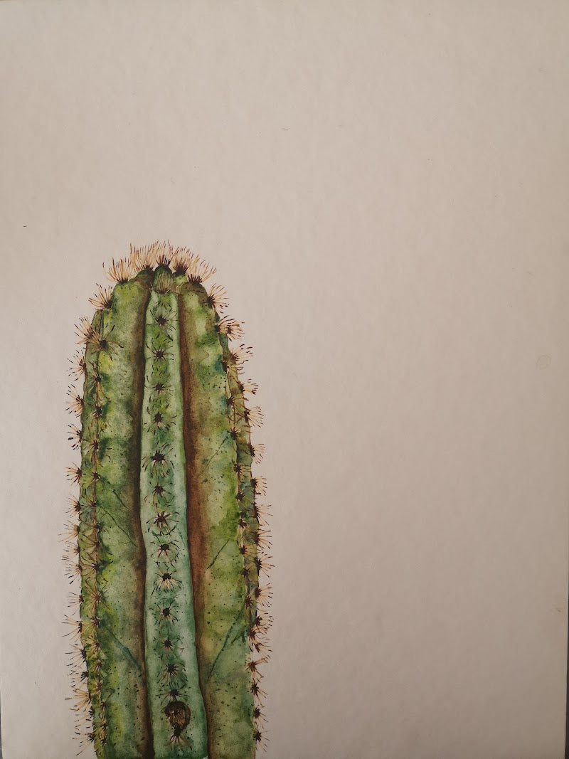 Cactus