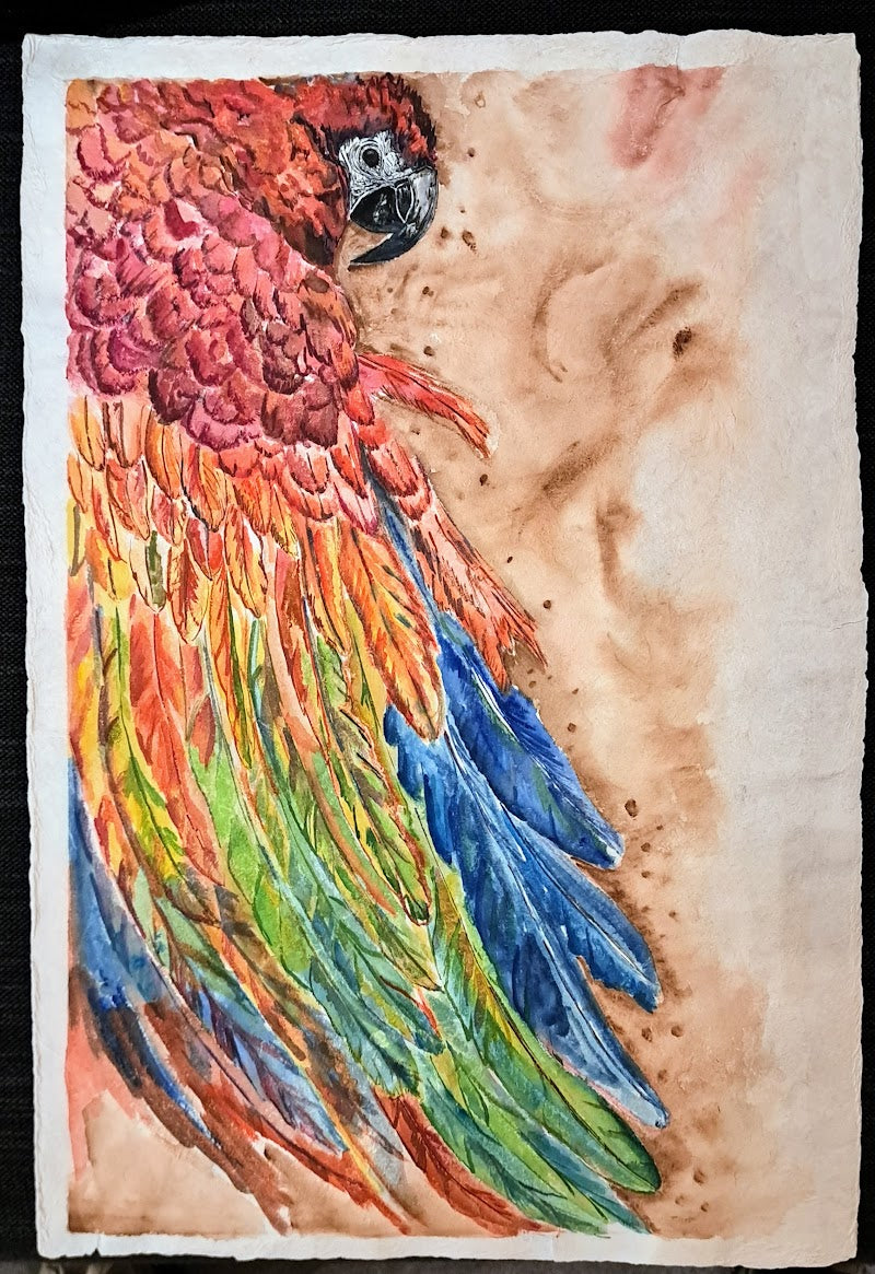 Guacamaya