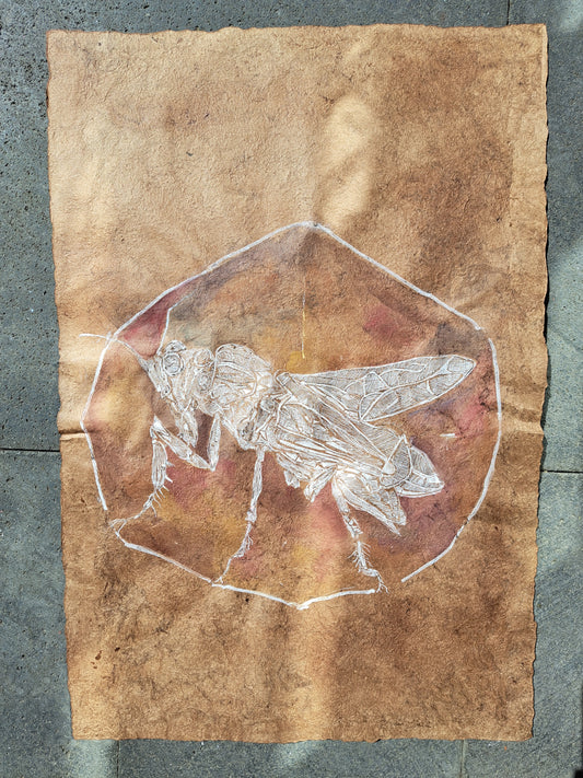 Registro de alas antiguas