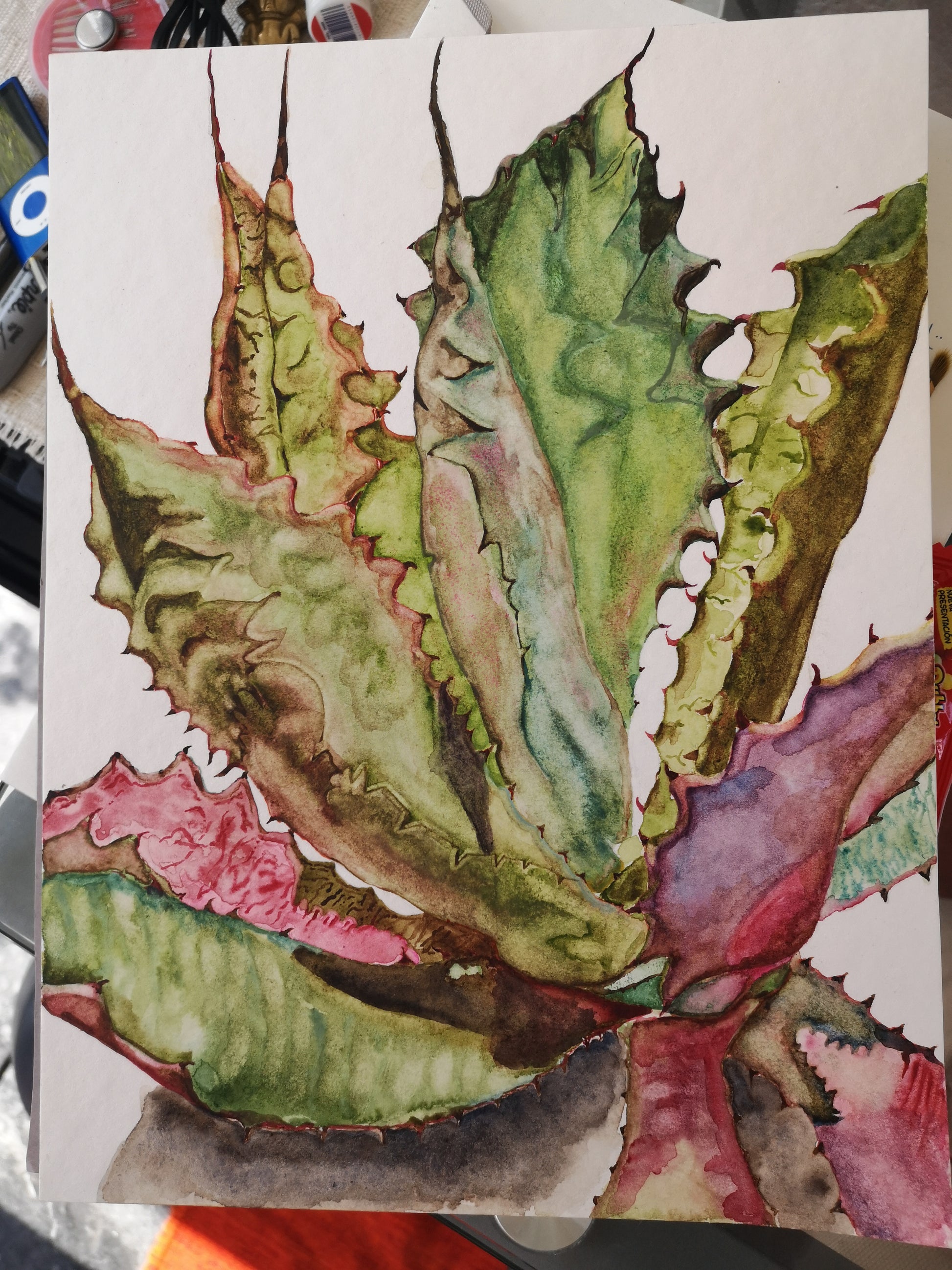 Agave