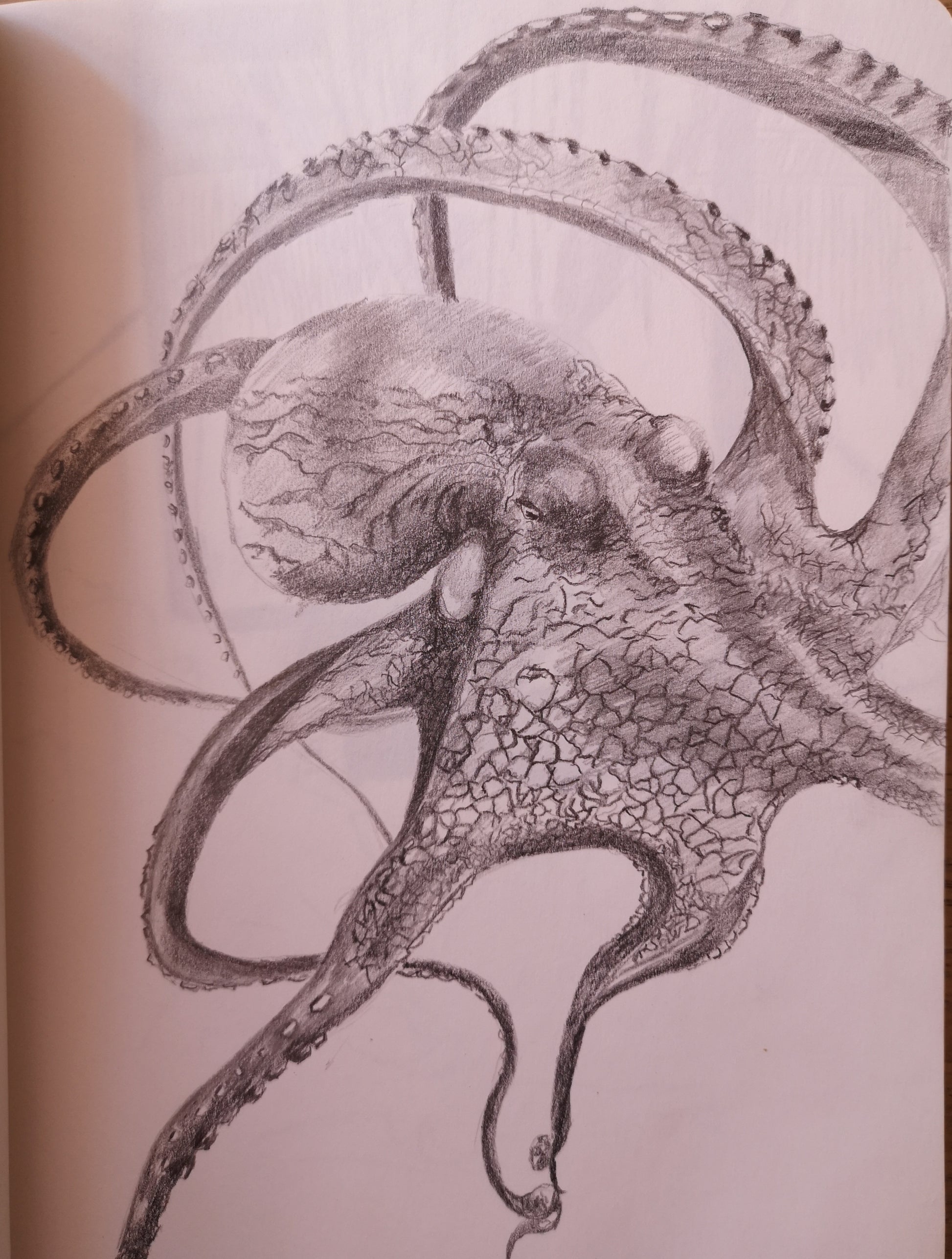 Pulpo