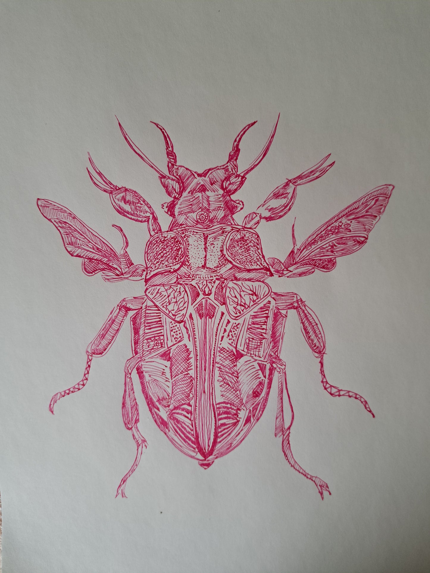 Insecto central