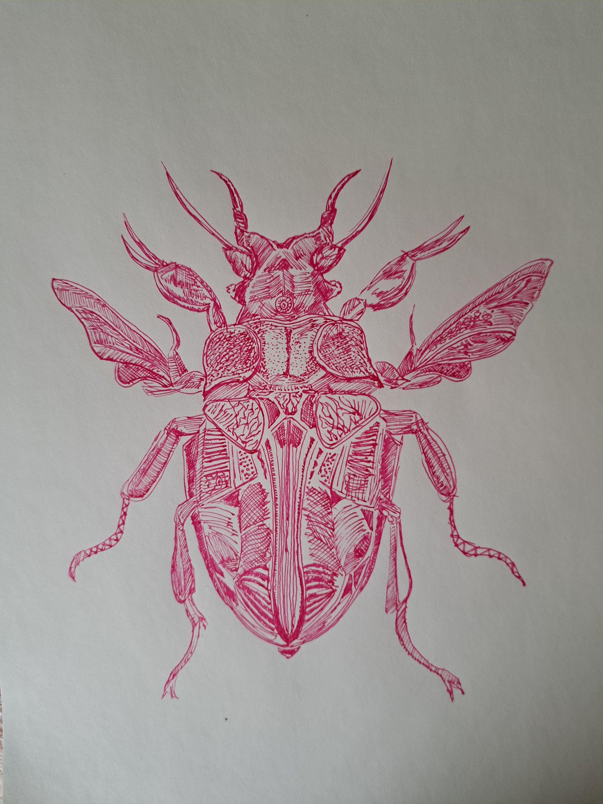 Insecto central