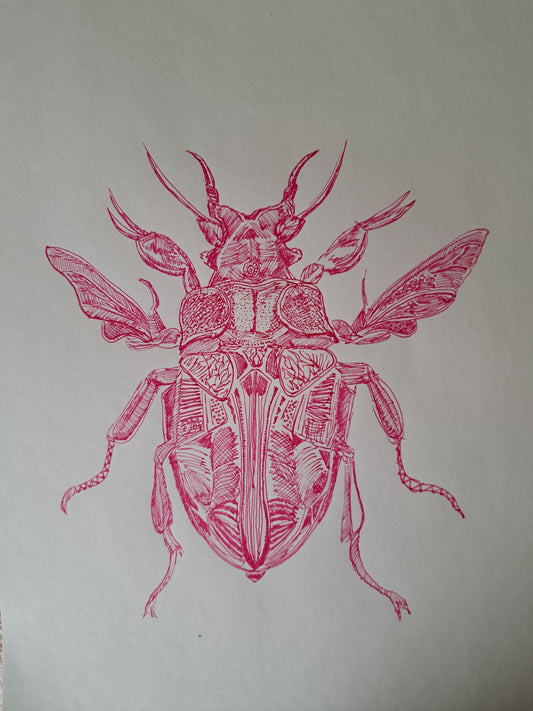 Insecto central
