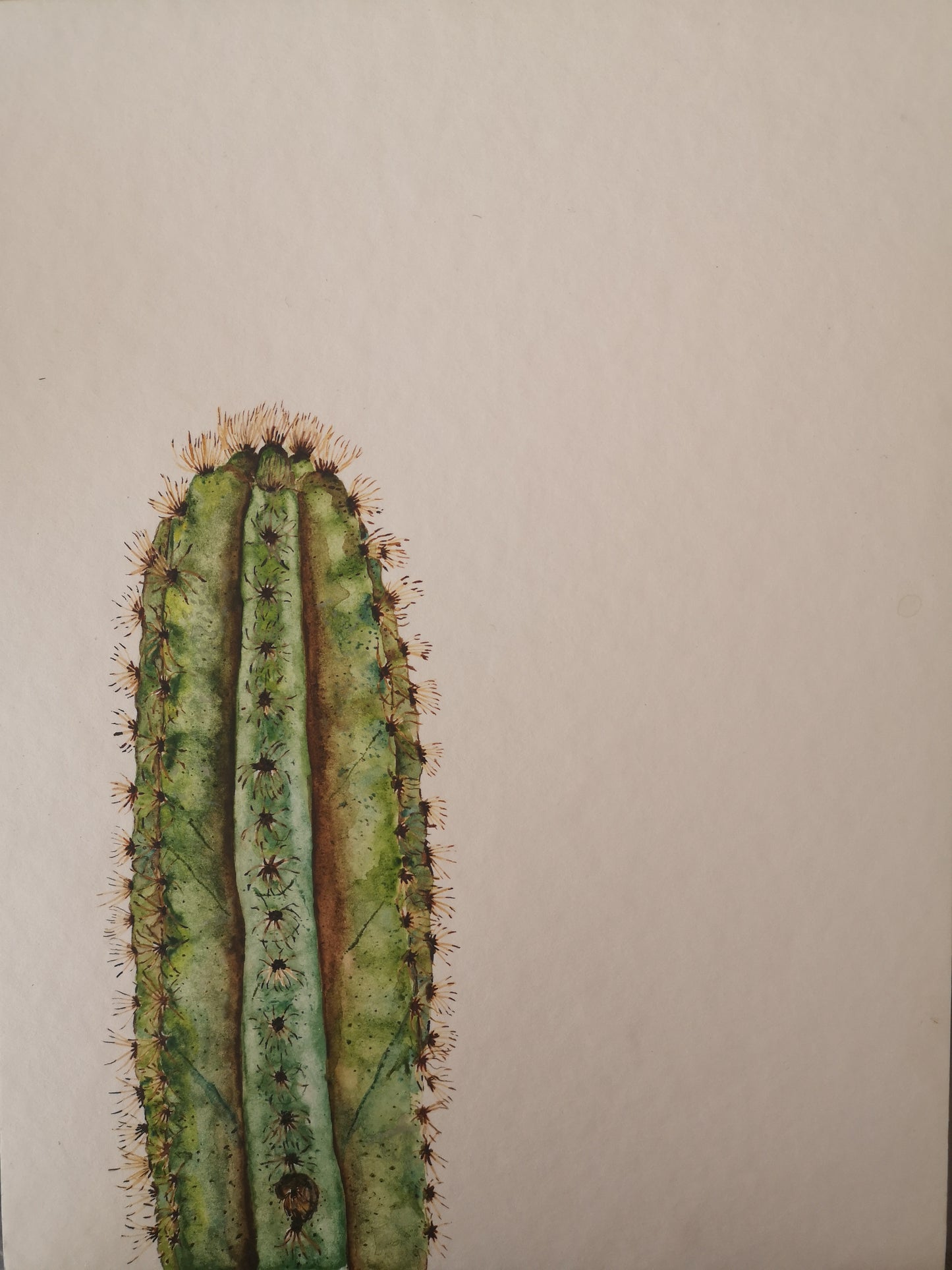 Cactus