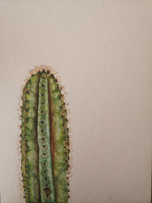 Cactus