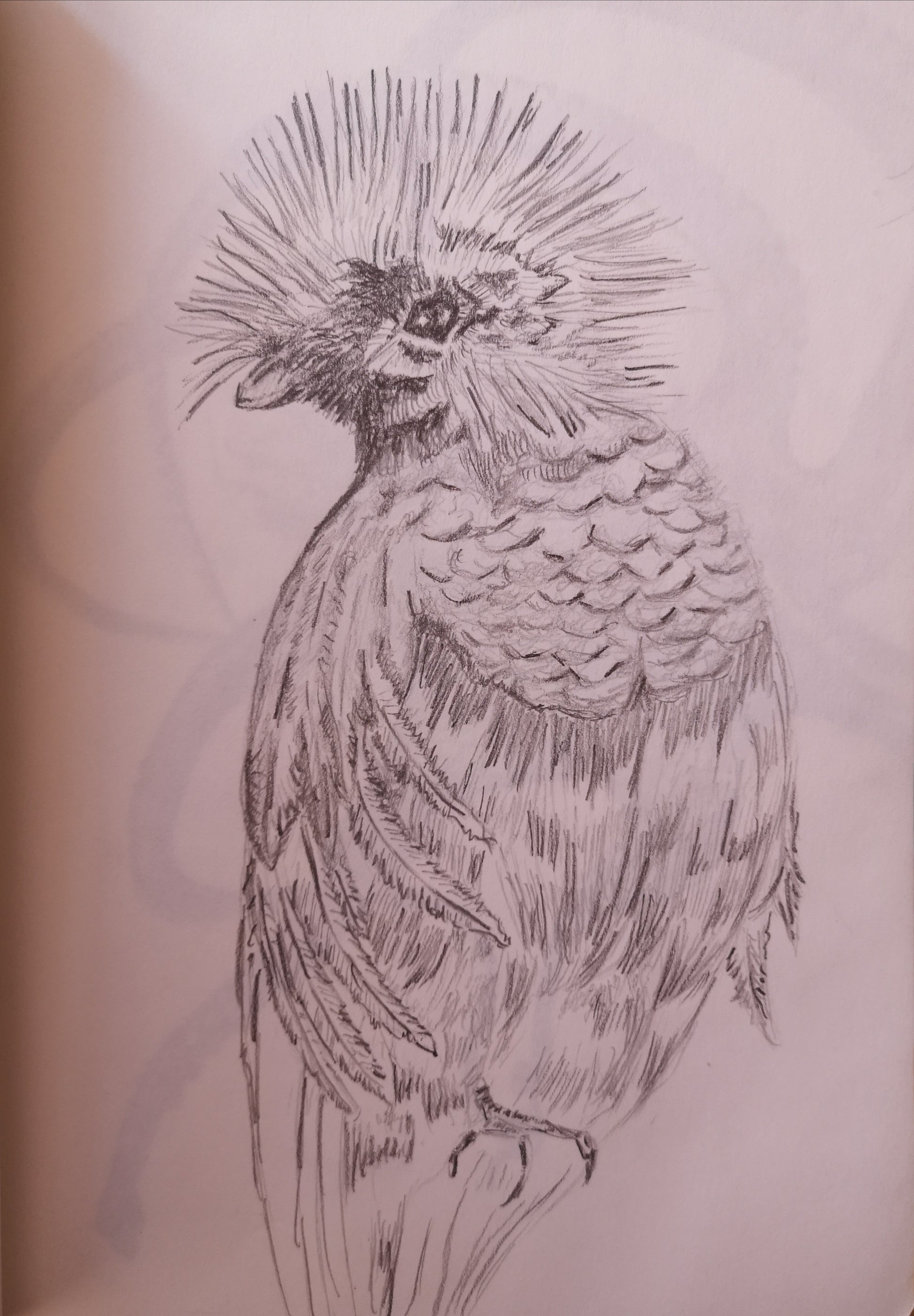 Quetzal